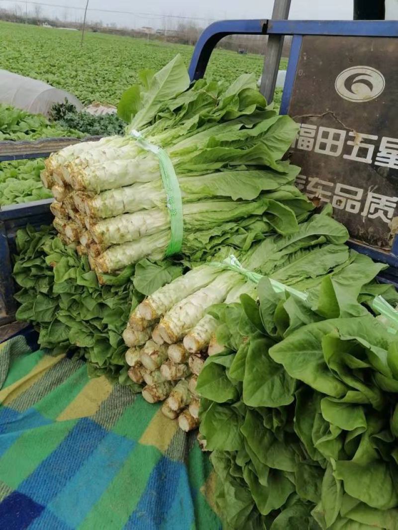 莴苣大量上市