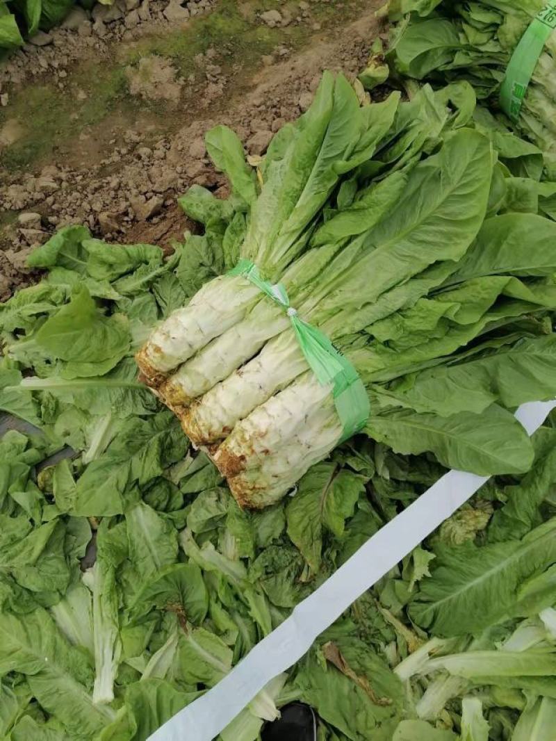莴苣大量上市