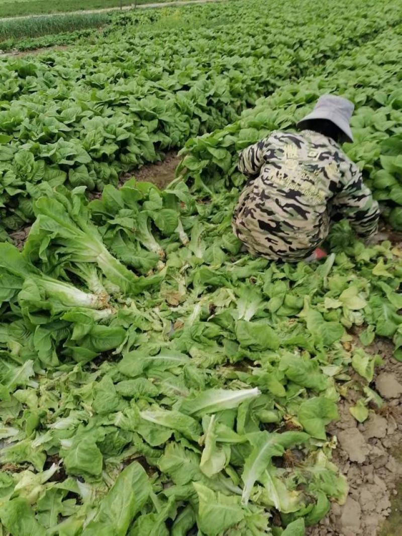 莴苣大量上市