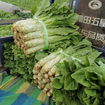 莴苣大量上市