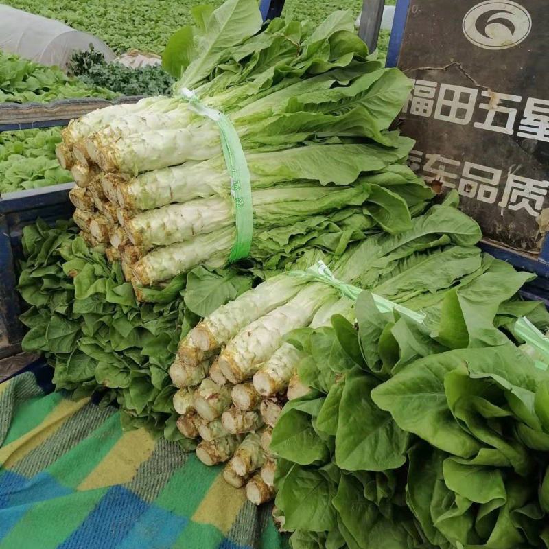 莴苣大量上市
