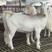 美国白山羊种公羊基础怀孕母羊买十只送一只包送包回收