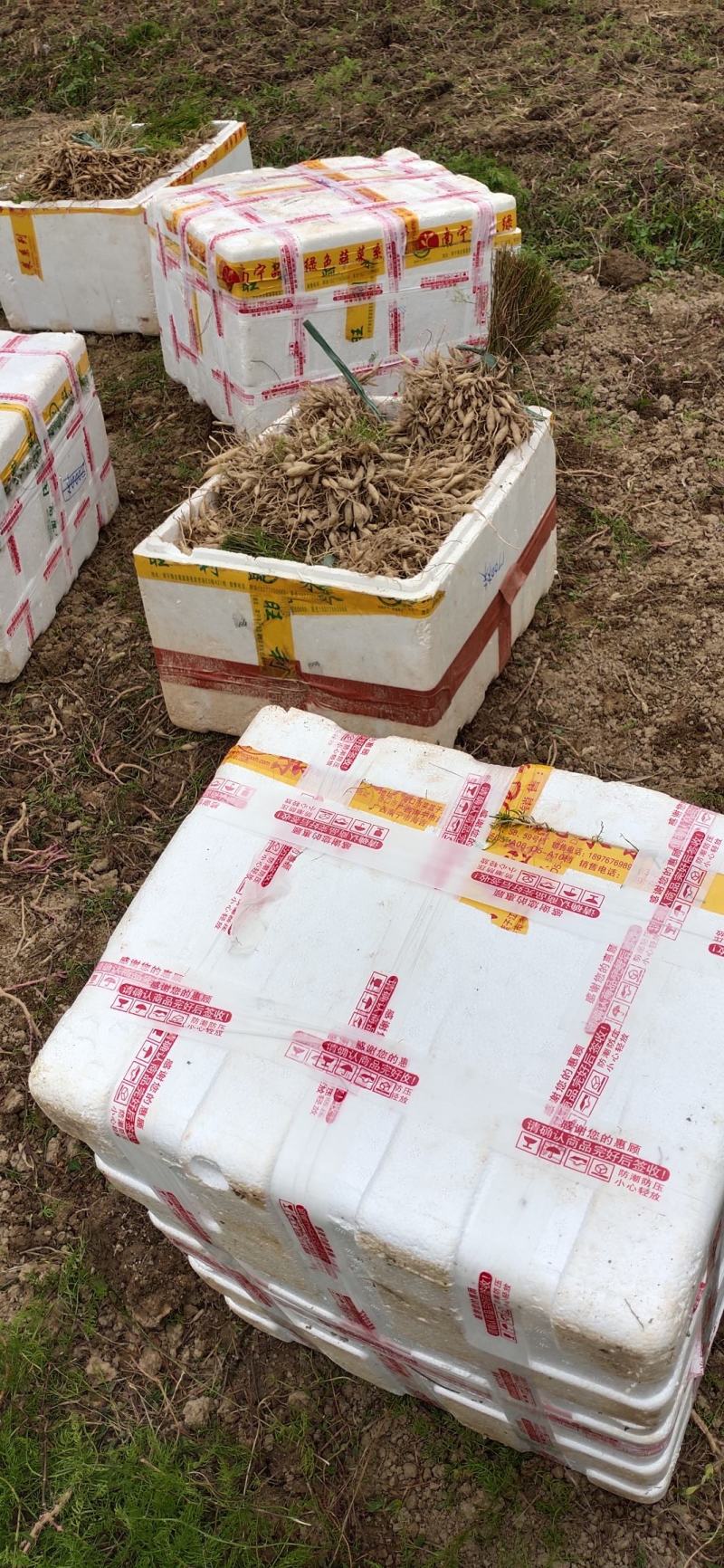 大天冬，百部14000株实生苗中通快递发货中，支持混批