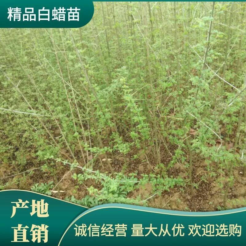 对节白蜡~~童子功~~被誉为人类活化石包技术包运费