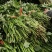 脱毒商薯19原种苗农科院指定育苗基试管驯化苗留种