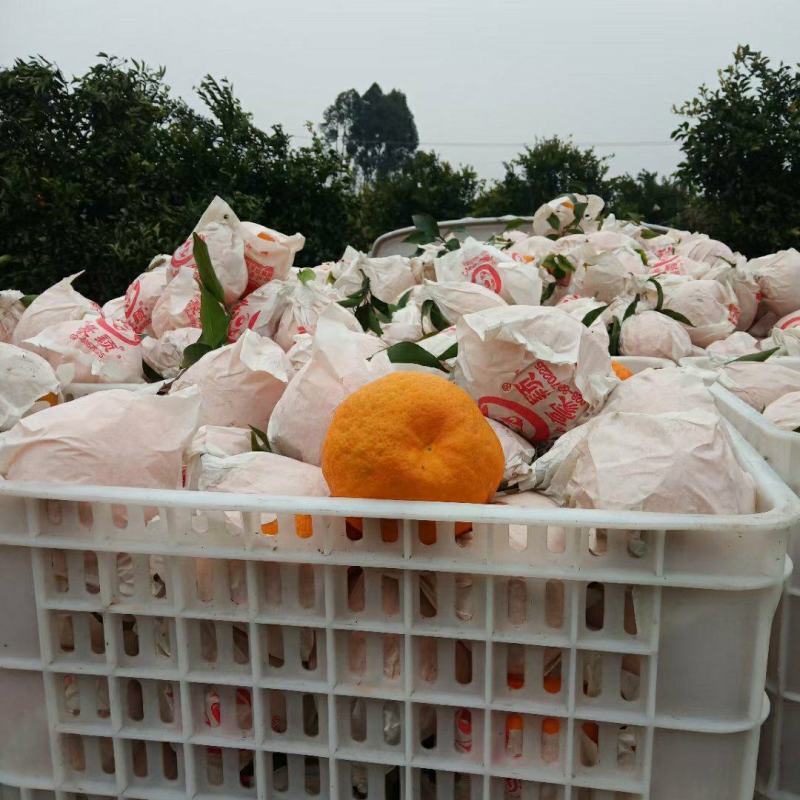 不知火丑柑量大从优基地直发一手货源诚信经营