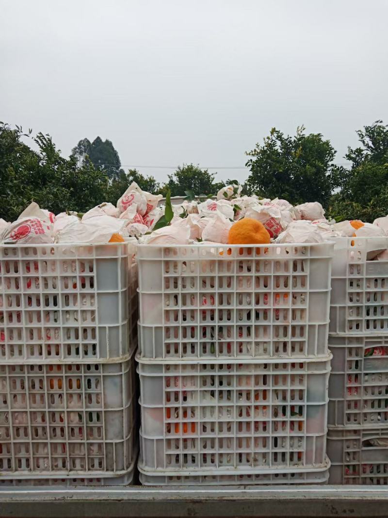 不知火丑柑量大从优基地直发一手货源诚信经营