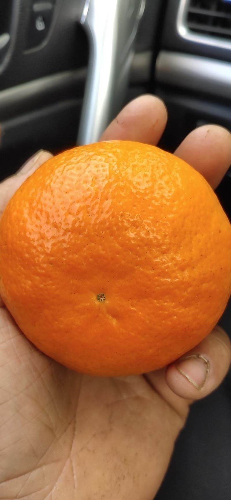 沃柑