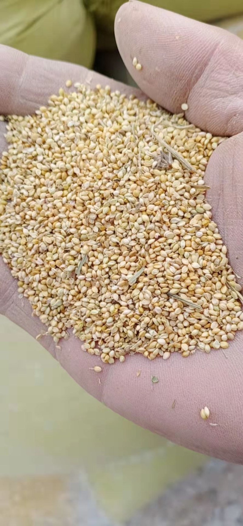 次谷子过风过筛干净无土沙鸡鸭鹅猪牛羊用料厂家
