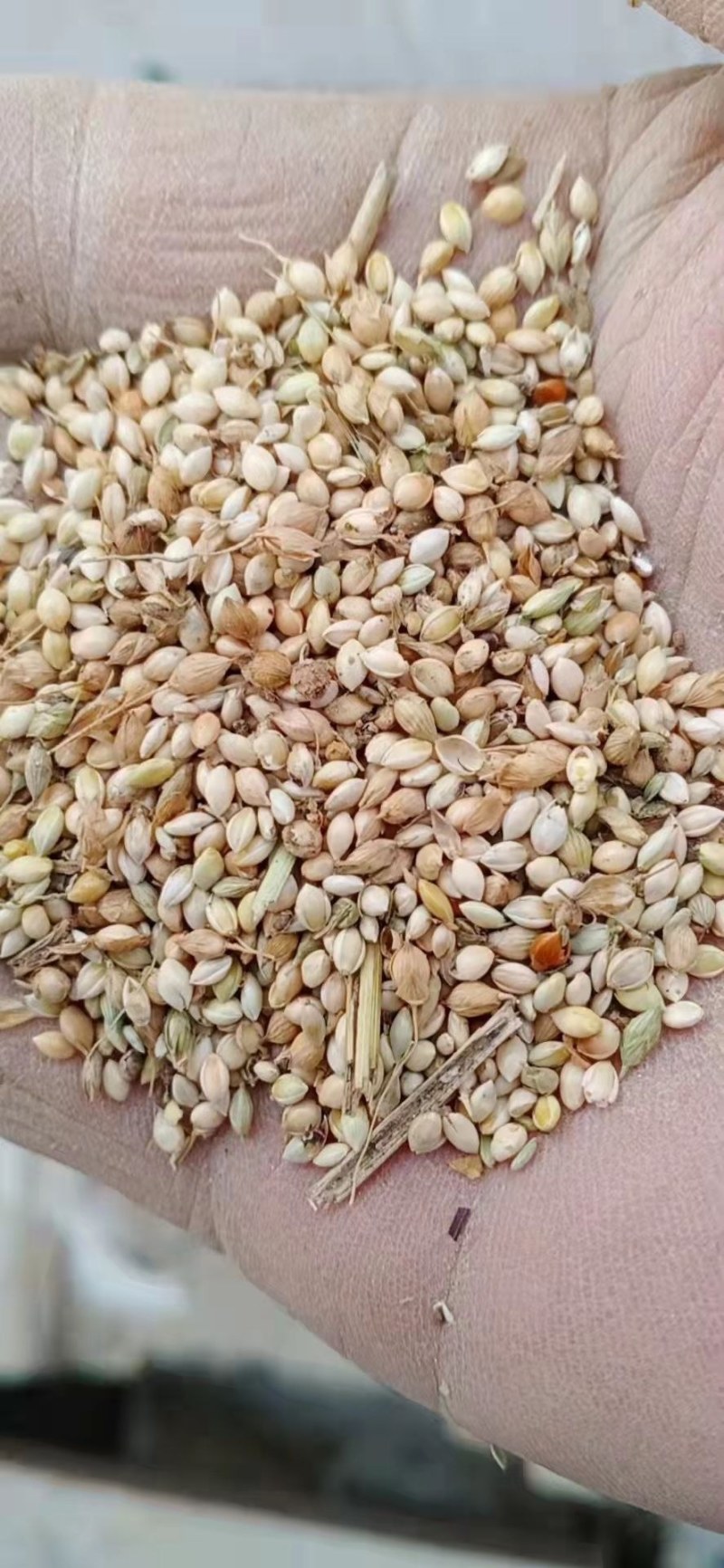 次谷子过风过筛干净无土沙鸡鸭鹅猪牛羊用料厂家