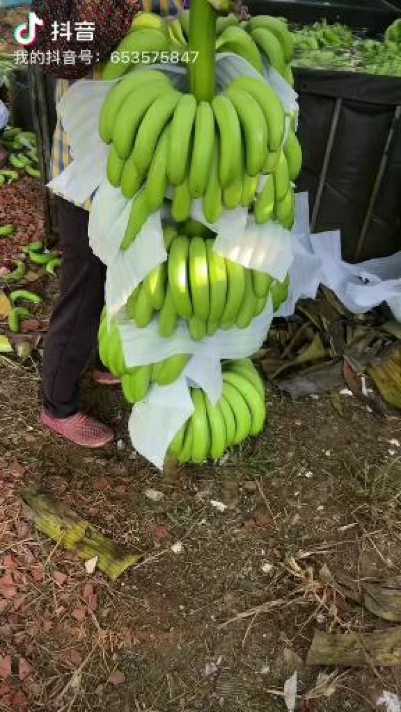广西/武鸣周边香蕉.物美价廉.实力办理任何货.只要你想