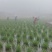 安徽省六安市大量供应浙大一号早熟双季茭白苗，包运费技术。