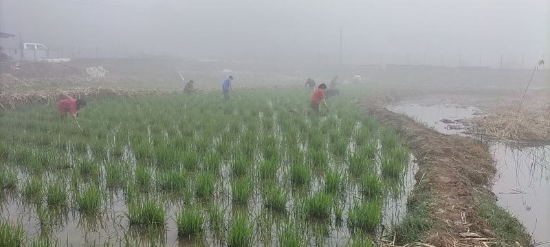 安徽省六安市大量供应浙大一号早熟双季茭白苗，包运费技术。