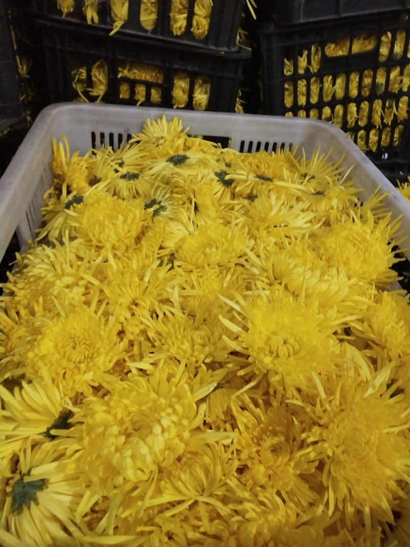 精品菊花苗菊花苗大量供应直销货源充足，成活率高。