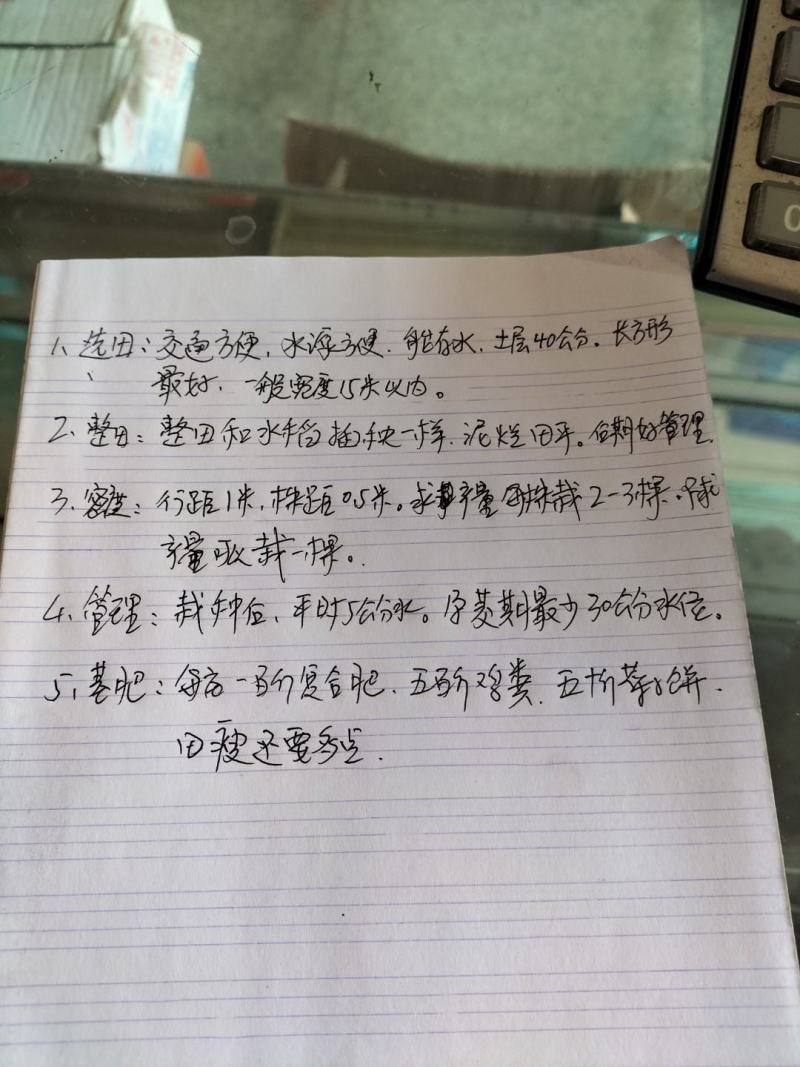 安徽省六安市大量供应浙大一号早熟双季茭白苗，包邮包技术