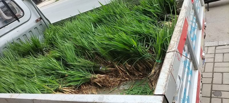 安徽省六安市大量供应浙大一号早熟双季茭白苗，包邮包技术