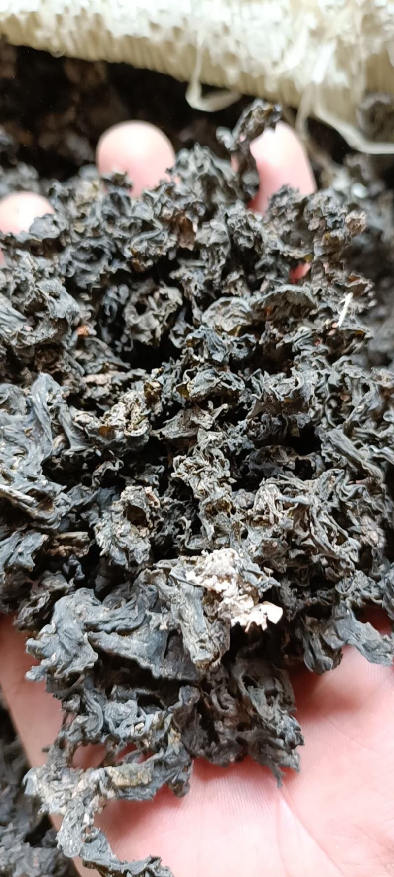 地软子，无杂质干净，泡发力很好