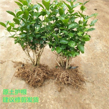 【基地直发】何家茉莉花盆栽茉莉花苗盆景花卉盆栽绿植茉莉老