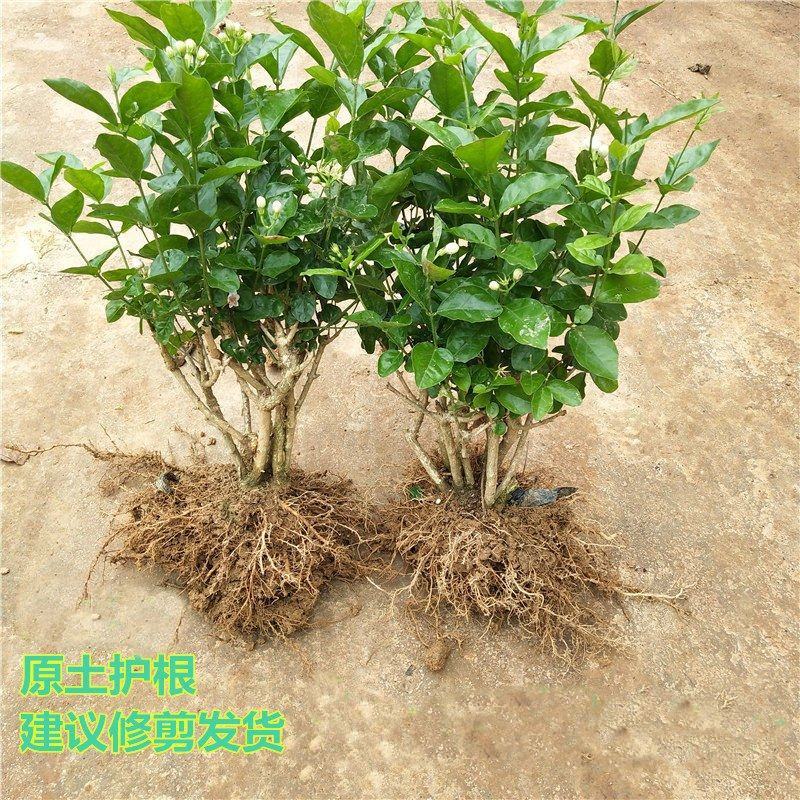 【基地直发】何家茉莉花盆栽茉莉花苗盆景花卉盆栽绿植茉莉老