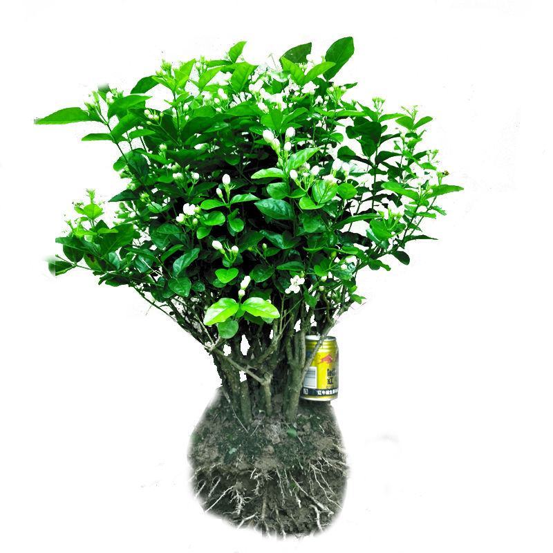 【基地直发】何家茉莉花盆栽茉莉花苗盆景花卉盆栽绿植茉莉老
