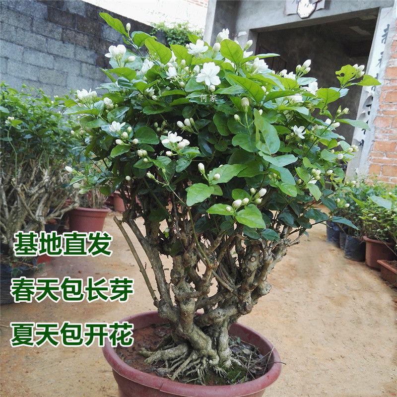 【基地直发】何家茉莉花盆栽茉莉花苗盆景花卉盆栽绿植茉莉老