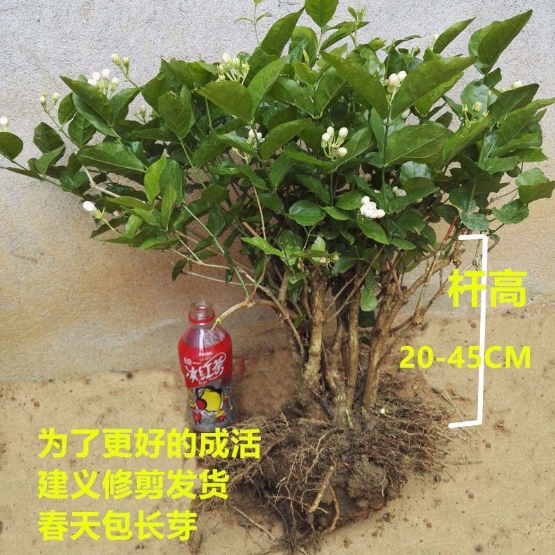 【基地直发】何家茉莉花盆栽茉莉花苗盆景花卉盆栽绿植茉莉老