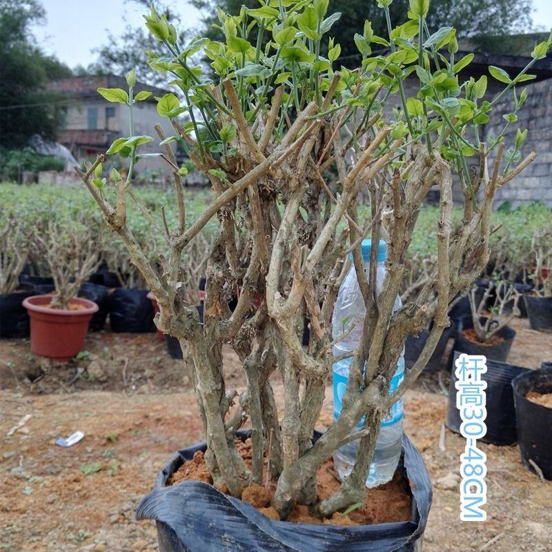 【基地直发】何家茉莉花盆栽茉莉花苗盆景花卉盆栽绿植茉莉老