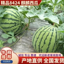 河南夏邑西瓜8424麒麟西瓜无籽皮薄脆甜欢迎