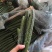 万亩优质大棚油亮密刺黄瓜正在热销中质量保证货发全国