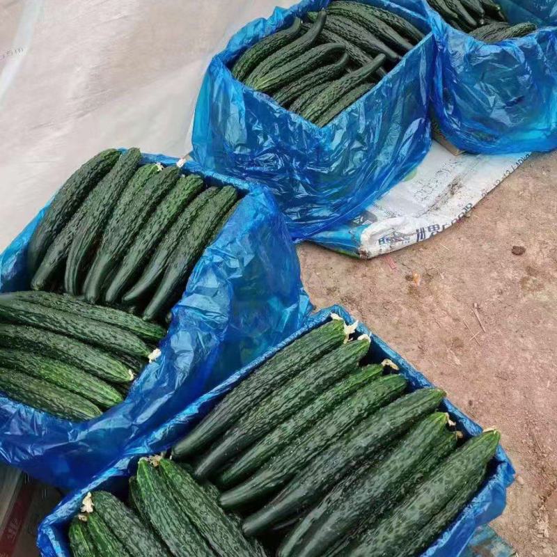 万亩优质大棚油亮密刺黄瓜正在热销中质量保证货发全国