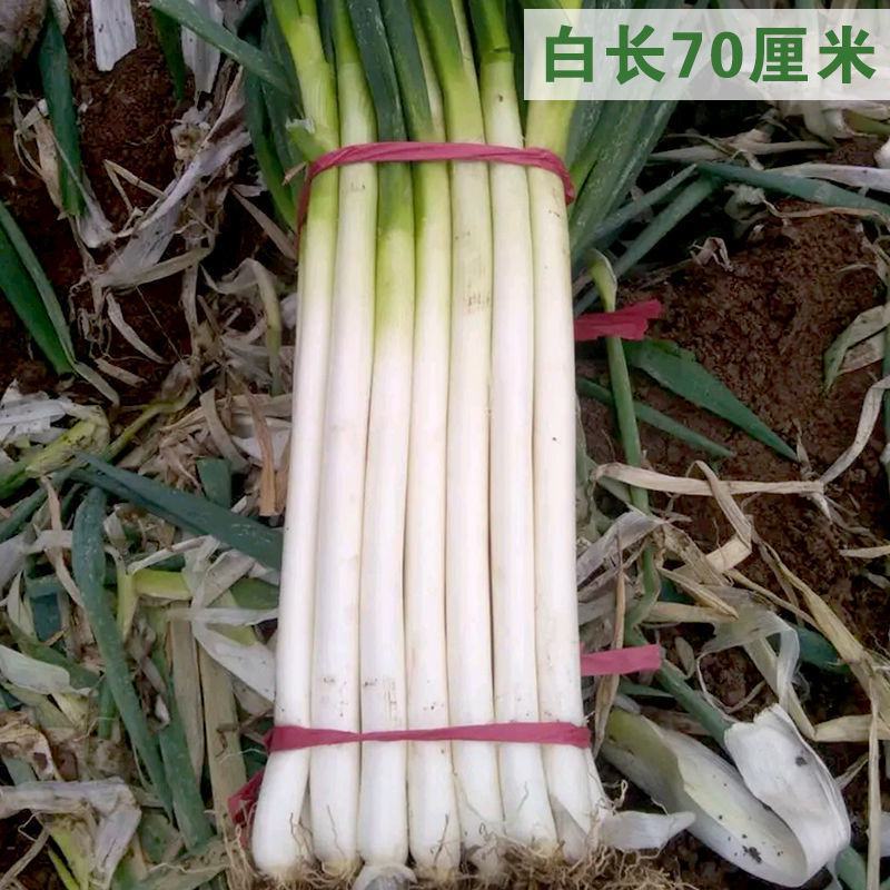 高巨白大葱种子山东章丘四季葱种籽葱苗蔬菜种籽香葱籽葱种籽