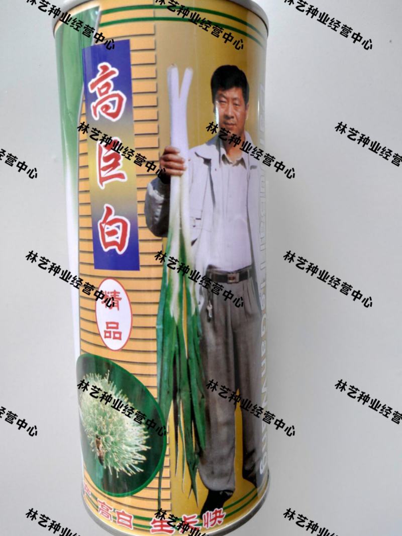 高巨白大葱种子山东章丘四季葱种籽葱苗蔬菜种籽香葱籽葱种籽
