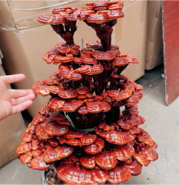 [灵芝盆景批发]灵芝盆景价格600.00元/棵 - 一亩田