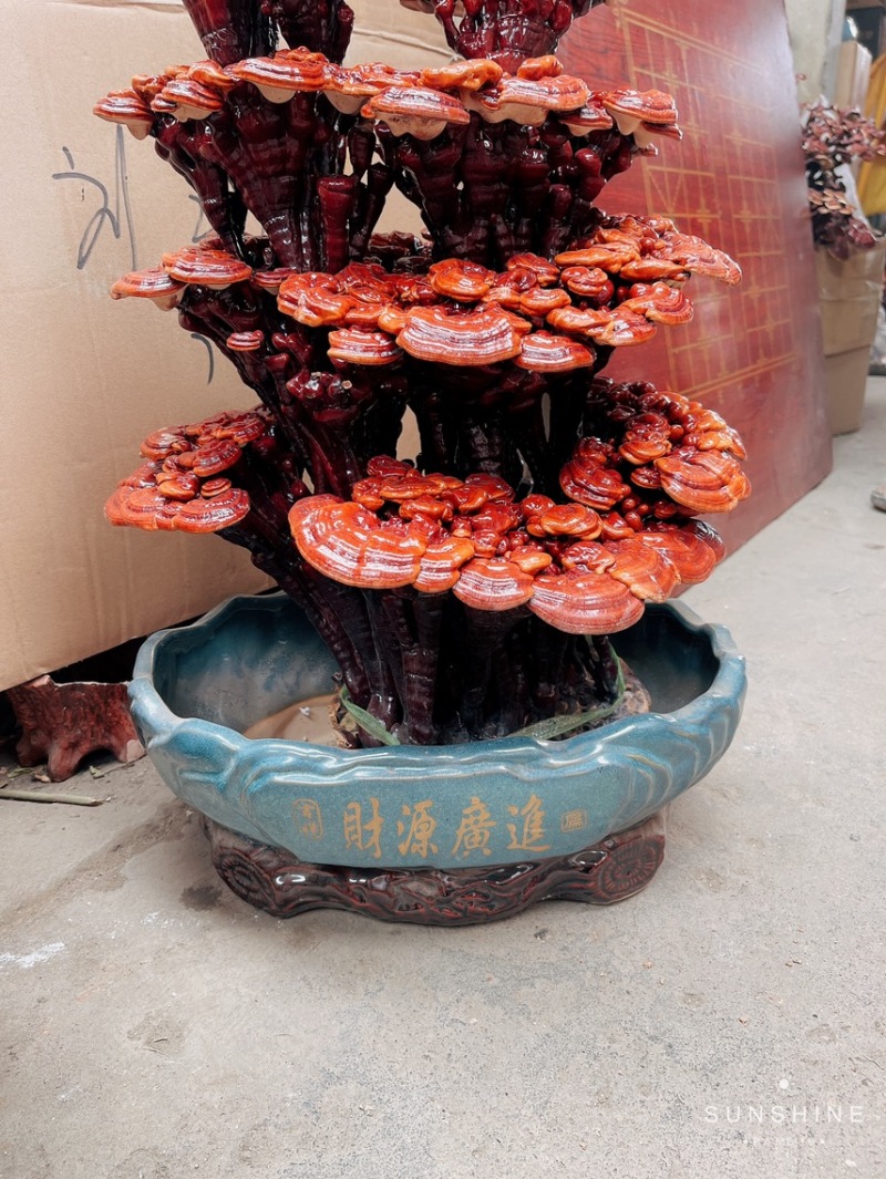 灵芝盆景