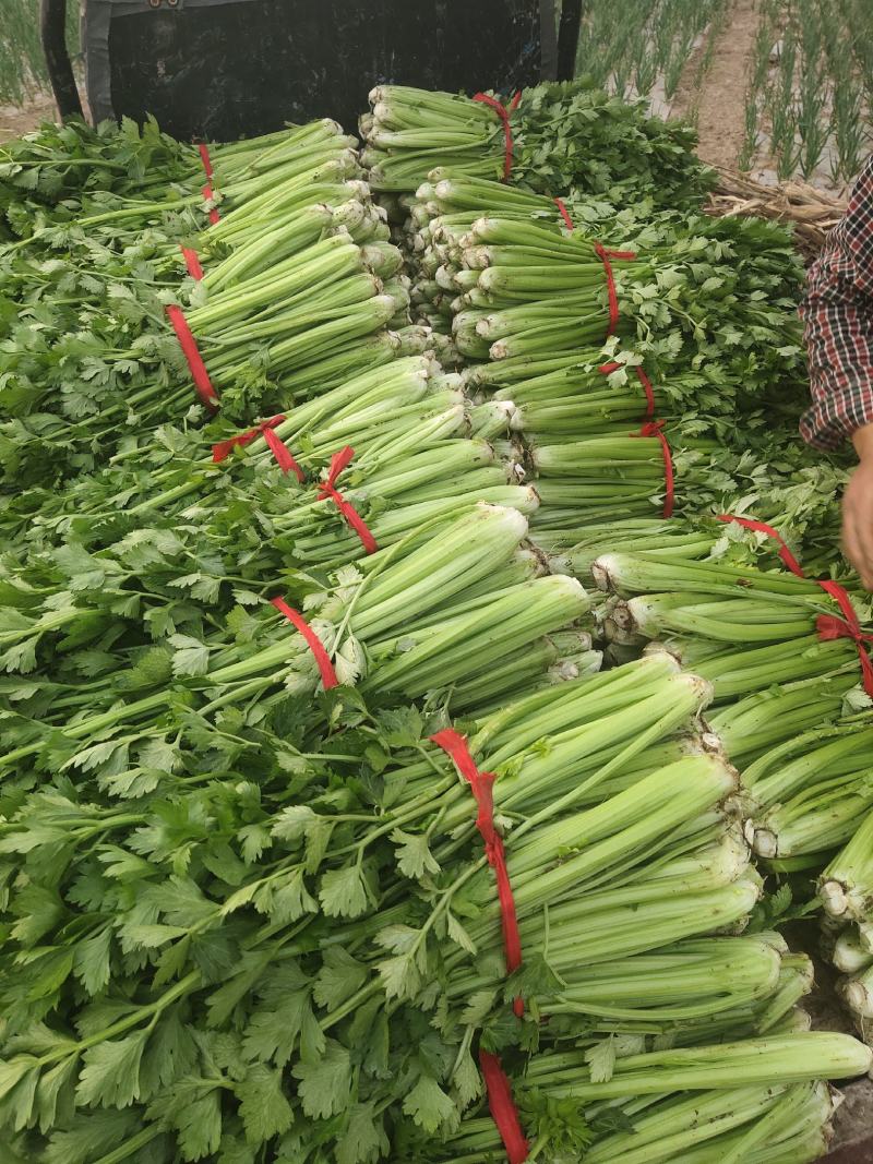 精品大棚芹菜，质量保证供货量大，价格美丽需要联系