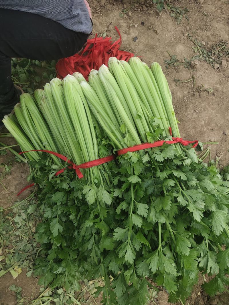 精品大棚芹菜，质量保证供货量大，价格美丽需要联系