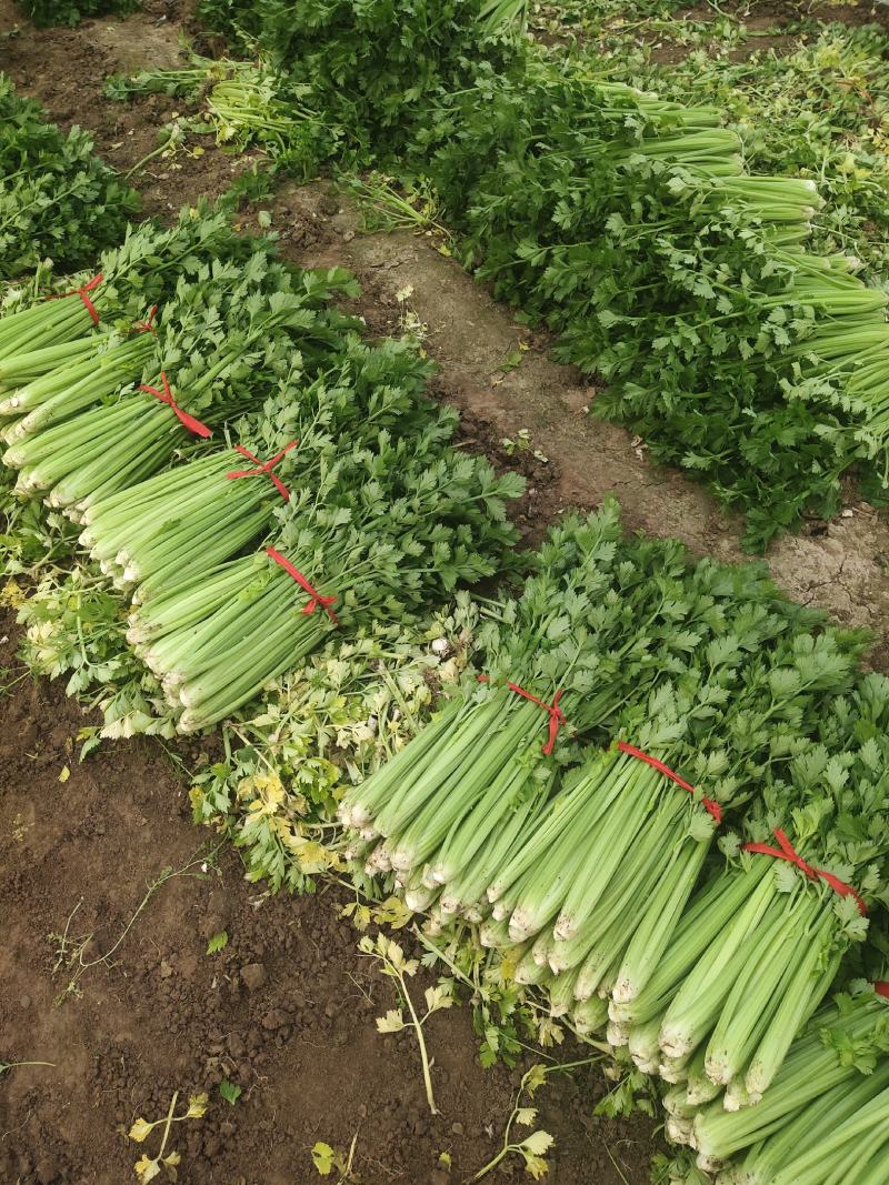 精品大棚芹菜，质量保证供货量大，价格美丽需要联系