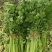 大棚芹菜一级质量.精品质量，无病无害出货量大