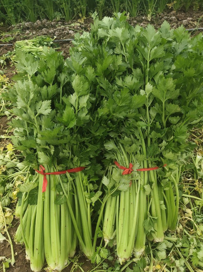 大棚芹菜一级质量.精品质量，无病无害出货量大