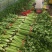大棚芹菜一级质量.精品质量，无病无害出货量大