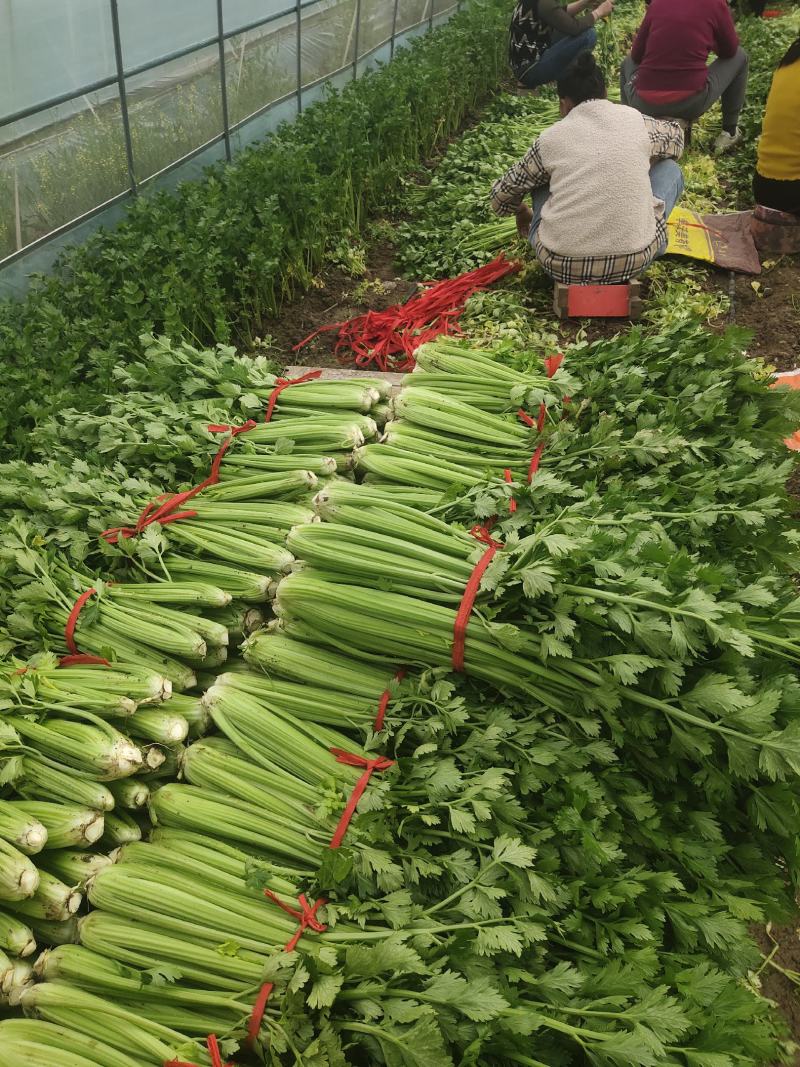 大棚芹菜一级质量.精品质量，无病无害出货量大