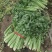 大棚芹菜一级质量.精品质量，无病无害出货量大