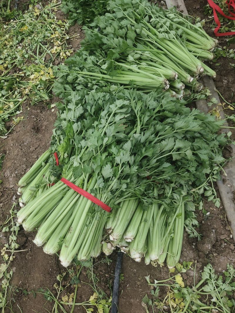 大棚芹菜一级质量.精品质量，无病无害出货量大