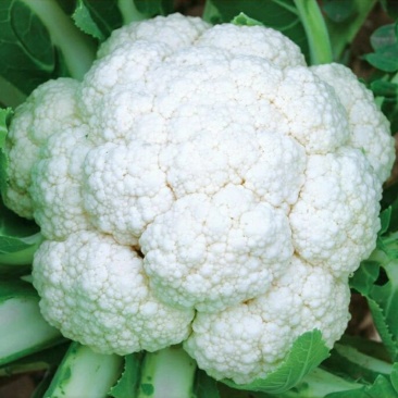 雪冠花菜种子花椰菜种子80天花菜种子抗病不易散花蔬菜种子