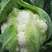 雪冠花菜种子花椰菜种子80天花菜种子抗病不易散花蔬菜种子