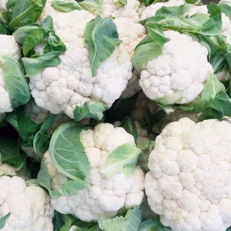 雪冠花菜种子花椰菜种子80天花菜种子抗病不易散花蔬菜种子