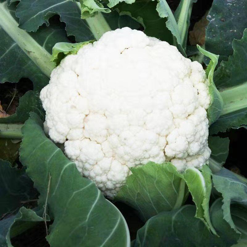 雪冠花菜种子花椰菜种子80天花菜种子抗病不易散花蔬菜种子