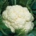 雪冠花菜种子花椰菜种子80天花菜种子抗病不易散花蔬菜种子
