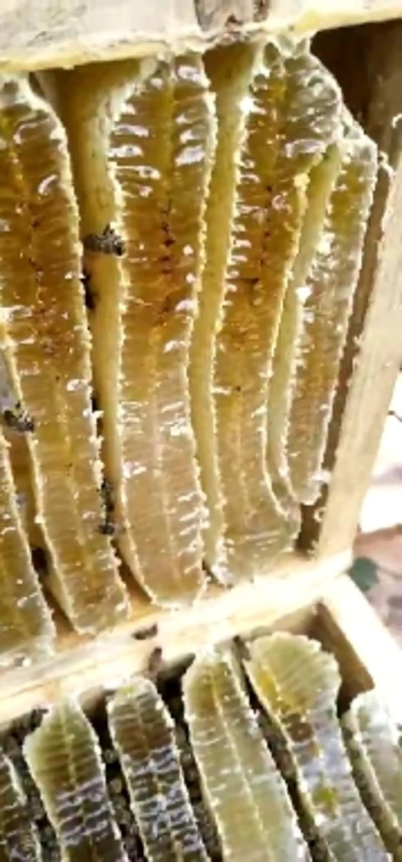 云南原生态蜂蜜，野生蜂蜜，产地直发，保真保纯。