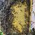 云南原生态蜂蜜，野生蜂蜜，产地直发，保真保纯。